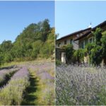 agriturismo Verdita
