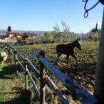 agriturismo Regno di Toscana