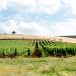 agriturismo Il Gaggiolo