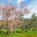 agriturismo Poggio Diavolino